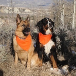 pawsprince's profile picture. Love all sports, Reading, and all animals. And Bridge and goodpeople