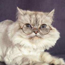 Im just a cat tryin to find my place in this world