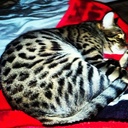 Tammy Bowling - @teb3136 - Twitter