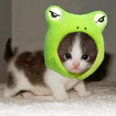 ねこかえる 面白い 来週の私のプレゼンテーマはマズローの欲求段階についてだから 新人マーケターにありがちなマズローの欲求段階に関する間違い お土産屋さんブログ Http T Co Kpwmb3beaq Miyageyasanさんから