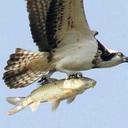 الطير المهاجر (@0532518087) Twitter