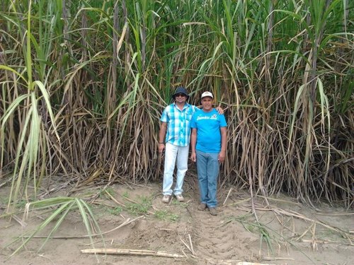 Ingeniero Agricola 
Experto en Caña de Azucar 
Produccion de Azucar y Etanol ;

ES  HORA  DE  DEFENDER  #TUMAN