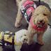 Oscar & Icarus (@janneelspets) Twitter profile photo Oscar & Icarus (@janneelspets) Twitter profile photo