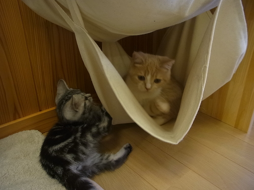 ネコカフェ ひなたぼっこ Nekohinatabokko Twitter