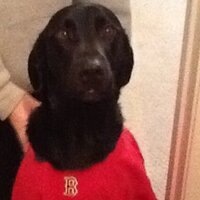 Joe Schoenfeld (@chuckface) 's Twitter Profile