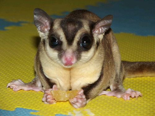 bl4ck_fairy's profile picture. 