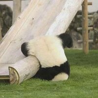 panda  (@pandaindestreet) 's Twitter Profile