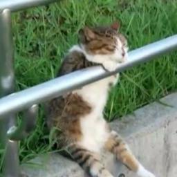ツイッターで名言や情報などをつぶやいていきたいと思います。どうぞ宜しくお願い致します。
これからどんどん増やしていきますので気に入ったものは拡散していただけるとうれしいです(^.^)
ちなみに私はBOTじゃないです(^^)/良かったら読んでみてくださいね＾＾メイゲンkakugenで活動しています。