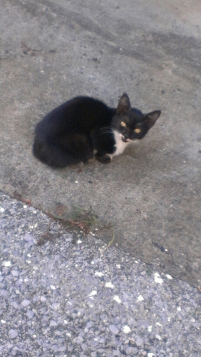 HnpMasurao's profile picture. どーも