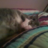 Niles (@sf202000) 's Twitter Profile