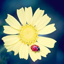 kimberlyattaway's profile picture. Love college football, traveling, mountains and most of all my grand kids (no,I'm not that old)....just saying....