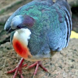 I've heard so much about all of you lovely birds from my son! I simply haaad to see what all the hubbub was about!