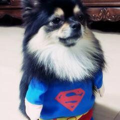 all about me and super junior.....