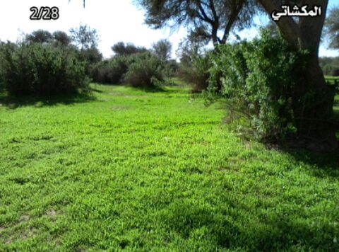 Abdullah Al.Hogail