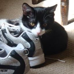 AuroraSaturn's profile picture. Official twitter account of Saturn the cat.