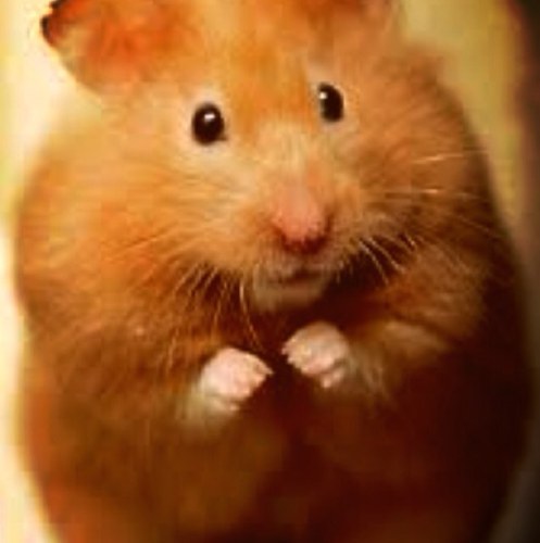 Ginger_Gerbils's profile picture. follow me and i will give you a carrot ginger gerbil  union is something i take very serisouly dm your ginger objects to become a member, hamsters are my homies
