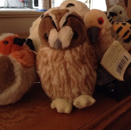 owlgadapolga's profile picture. Hi, I hope you like my tweets! :3