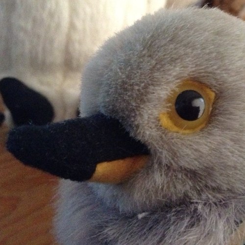 FreyaIsCuckoo's profile picture. My username and tweets say it all, really