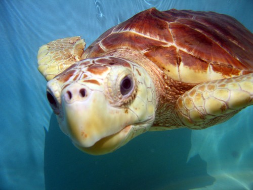 Rescue, Rehab and Release sick and injured Sea Turtles