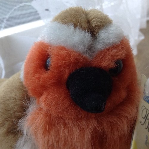 Ivytherobin's profile picture. Robins are awesome