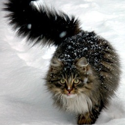 mssilvisor's profile picture. ski virused social media marketing addict Enthusiastic vine lover