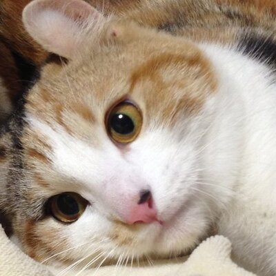 くろもあくりえいと Kuromoa Twitter