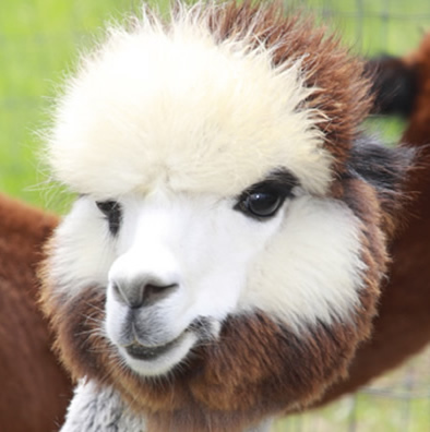 Painted Sky Alpaca Farm is located on the beautiful eastern shore of Maryland. We raise and sell huacaya alpacas and products made from alpaca fiber.