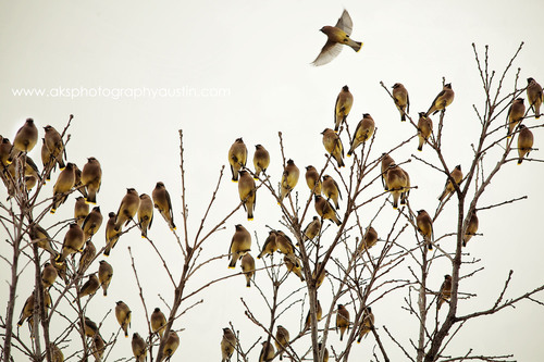 aksphotography's profile picture. Photographing people, documenting lives, creating fine art. Shadi Dunkin photographer.