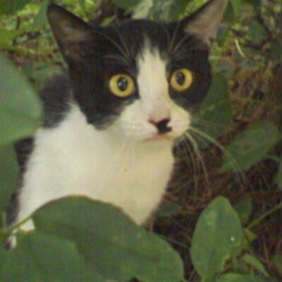 猫親分 生協の食塩無添加の濃いトマトジュース 火を通した時の濃い香り めっちゃ期待できる旨そうな匂いがするぞ 猫親分 生協の食塩無添加の濃いトマトジュース 火を通した時の濃い香り めっちゃ期待できる旨そうな匂いがするぞ
