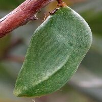 Franklin Rodríguez P (@frankrod2) 's Twitter Profile