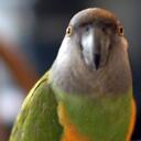 Anne Ito - @greenbert - Twitter