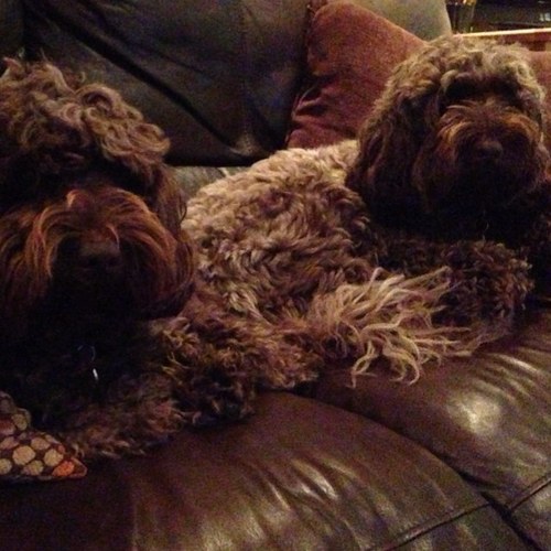 We are Waffle & Noodle two Chocolate Cockapoo brothers who live in Cornwall.  We like going for walks and love being made a fuss of, we are cute and we know it!