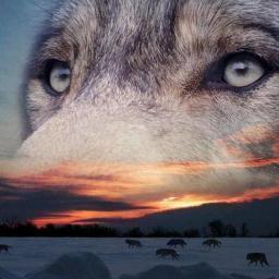 jmanuelgarcias's profile picture. 