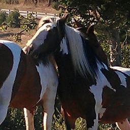 faultlineequine's profile picture. Boarding, Training and Quality Gypsy Vanners and Gypsy Sport Horses