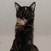 Rudy the Cat (@rudytcat) Twitter profile photo Rudy the Cat (@rudytcat) Twitter profile photo
