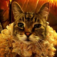 Pauline Prior (@joecat60) Twitter profile photo