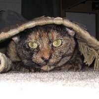 Jessica Belser (@jessbelser) 's Twitter Profile Photo Jessica Belser (@jessbelser) 's Twitter Profile Photo