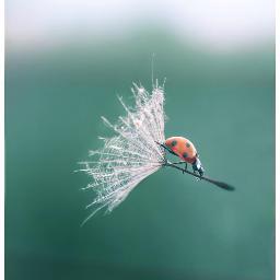 DulciaMi's profile picture. There's despicable evil that roam the halls of Twitter.