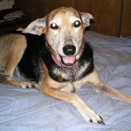 LaChimolltrufia's profile picture. Amo a los animales! Son los Angeles en la tierra! Esa es Rosita, está en el cielo de los perritos. Siempre la extraño...