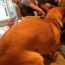 Meghan McCabe - @McCabeClucks - Twitter