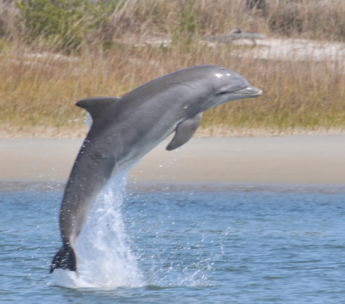 A collection of passionate Naturalists offering on-water experiences to humans of all ages for the conservation of all creatures & habitats. DO SOME GOOD !