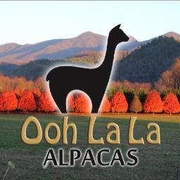 OohLaLaAlpacas's profile picture. Dedicated to breeding and Showing the best Quality Alpacas in the Nation