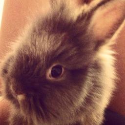 ThadFrabbit's profile picture. 