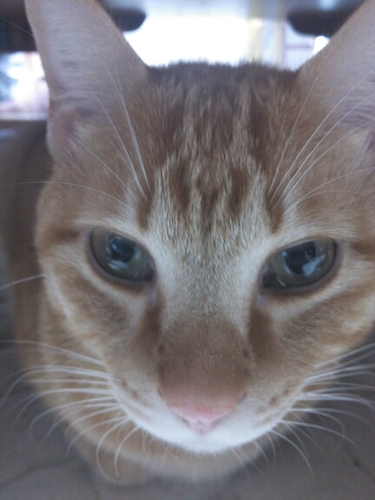 犬と猫と双極性障害の相棒と 決して平らとはいえない毎日を生きているうつ病人間です。自分と相棒を支えることが精一杯です。ポジティブに前向きに生きたいと心から願っている根っからのネガティブ人間です。今はあまり物事に興味がわかないのだが、元々はアニメ好き。今は歴史好き。でも頭悪いから覚えられない(o_o)