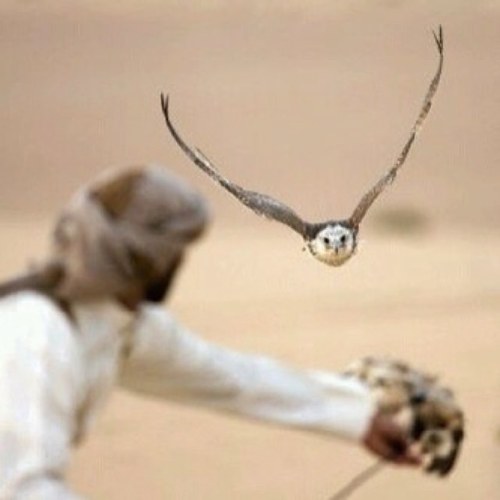 AhmedBnGhazi's profile picture. ليت السنع ينباع ًًًًًكان جبته للردايا هدايا