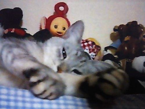 愛猫 まろん(女のコ 享年約9歳6ヶ月)2011年2月9日に消化器型リンパ腫LGLハイグレードタイプと腸腺癌で亡くしました。担当医からとても稀なケースと言われ、闘病中なかなか情報を得られず辛い想いをした経験から同じ病で不安な飼い主さんに情報提供ができたらと思っています。地域猫 ソックスのお世話係でもあります