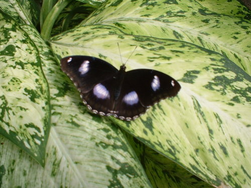 puccina73's profile picture. 