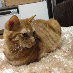 so_katodesu's profile picture. 