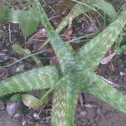 Aloe World