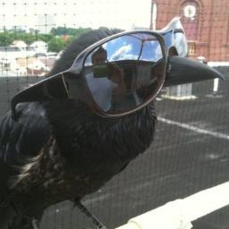 yorkshireravenさんのプロフィール画像